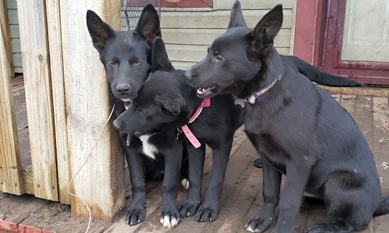 4 adorable pups to adopt now in Detroit
