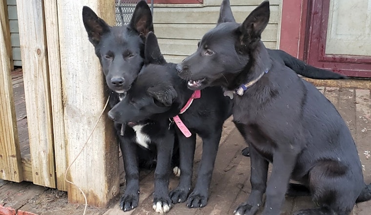 4 adorable pups to adopt now in Detroit