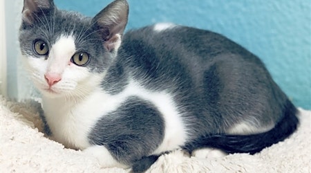 Want to adopt a pet? Here are 7 charming cats to adopt now in Fresno