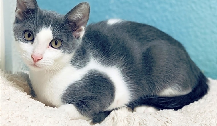 Want to adopt a pet? Here are 7 charming cats to adopt now in Fresno