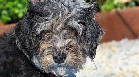 6 delightful doggies to adopt now in Houston