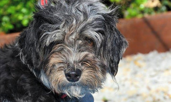 6 delightful doggies to adopt now in Houston
