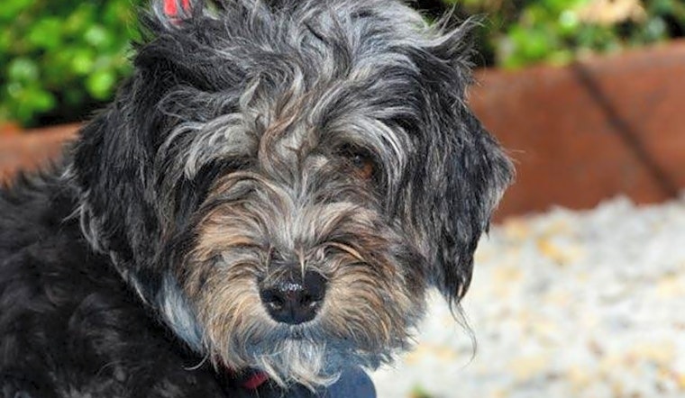 6 delightful doggies to adopt now in Houston