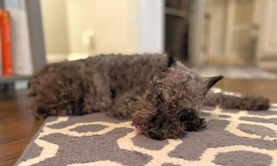7 delightful doggies to adopt now in Raleigh