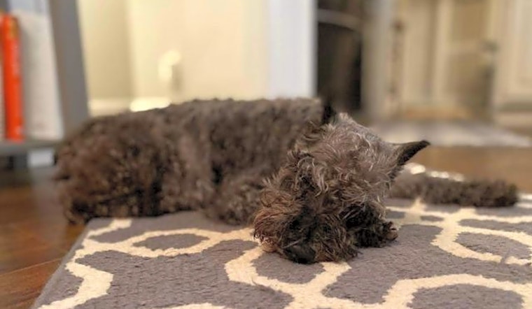 7 delightful doggies to adopt now in Raleigh