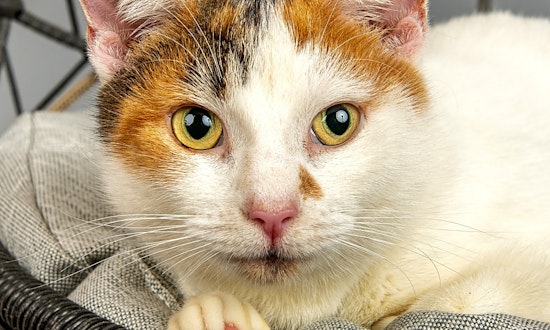 7 charming cats to adopt now in Cincinnati