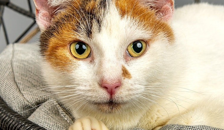 7 charming cats to adopt now in Cincinnati