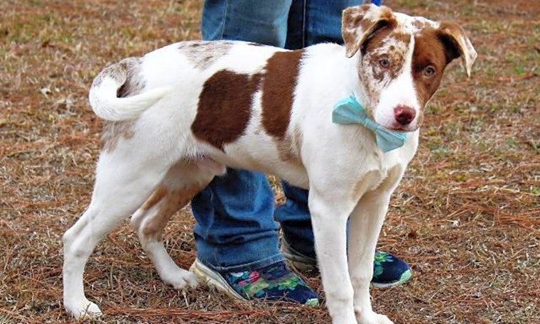 These Arlington-based dogs are up for adoption and in need of a good home