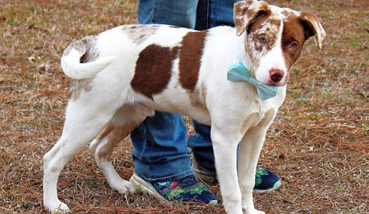 These Arlington-based dogs are up for adoption and in need of a good home