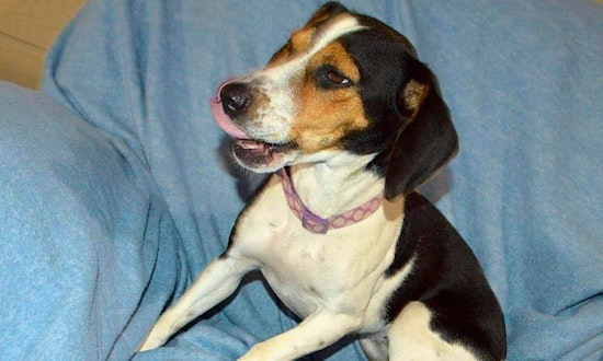 Want to adopt a pet? Here are 7 lovable pups to adopt now in Aurora