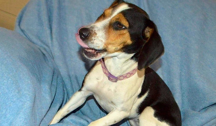 Want to adopt a pet? Here are 7 lovable pups to adopt now in Aurora
