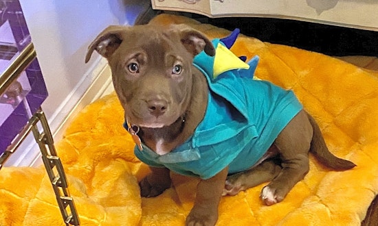 6 snuggly pups to adopt now in Fort Worth