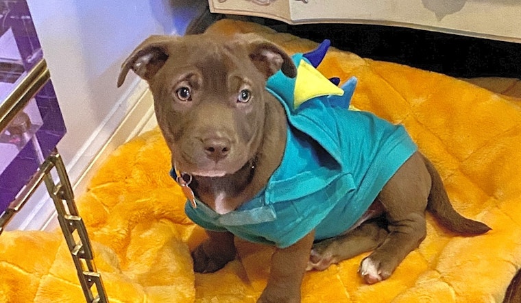 6 snuggly pups to adopt now in Fort Worth