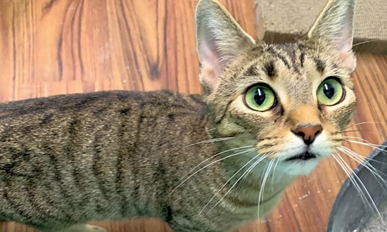 5 charming cats to adopt now in Indianapolis