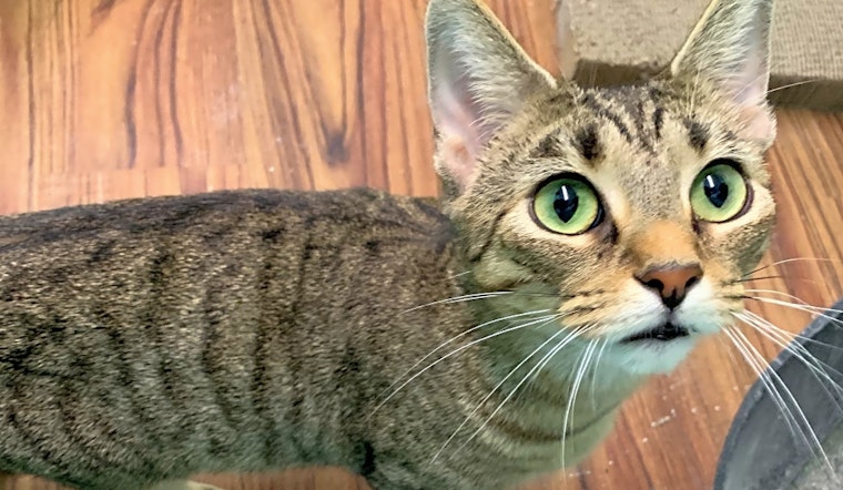 5 charming cats to adopt now in Indianapolis