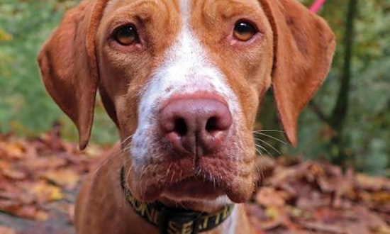 Want to adopt a pet? Here are 7 cuddly canines to adopt now in Seattle