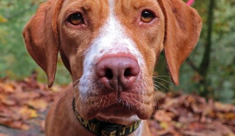 Want to adopt a pet? Here are 7 cuddly canines to adopt now in Seattle