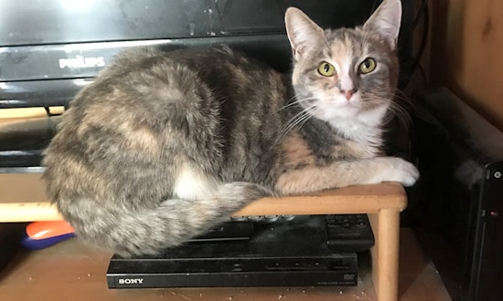 Want to adopt a pet? Here are 4 furry felines to adopt now in Anaheim