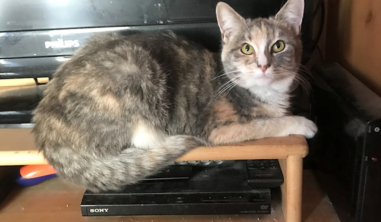 Want to adopt a pet? Here are 4 furry felines to adopt now in Anaheim