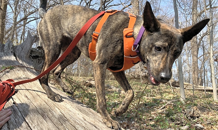 Want to adopt a pet? Here are 3 adorable pups to adopt now in Baltimore