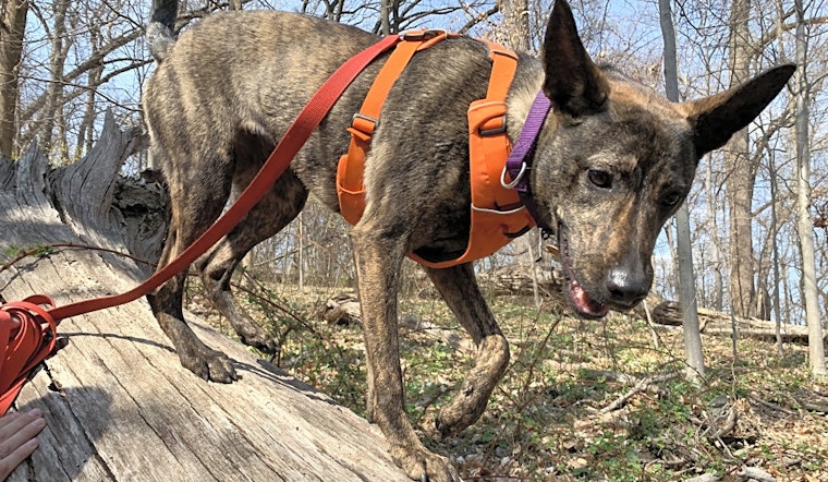 Want to adopt a pet? Here are 3 adorable pups to adopt now in Baltimore