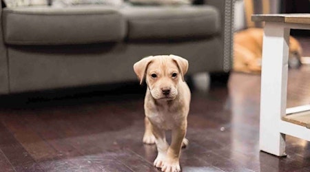 7 perfect puppies to adopt now in Charlotte