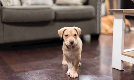 7 perfect puppies to adopt now in Charlotte