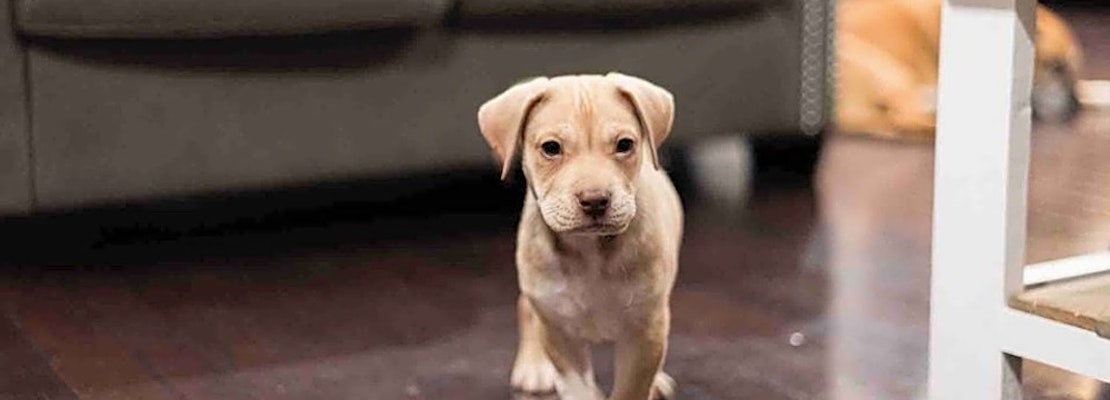 7 perfect puppies to adopt now in Charlotte