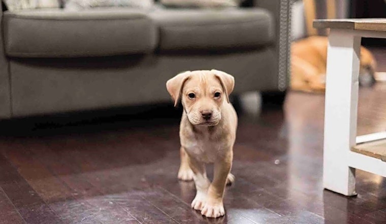 7 perfect puppies to adopt now in Charlotte