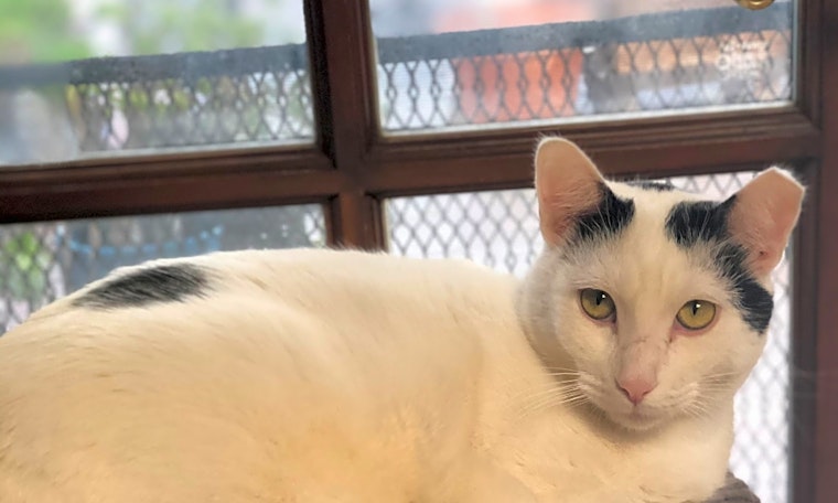 6 cute kitties to adopt now in Long Beach