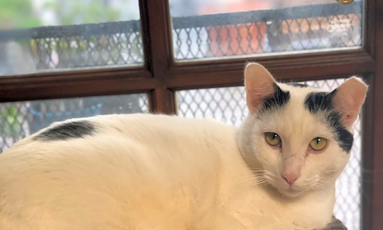 6 cute kitties to adopt now in Long Beach