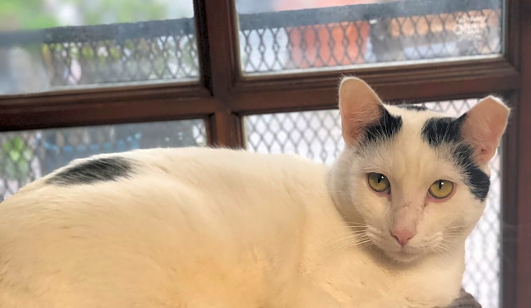 6 cute kitties to adopt now in Long Beach