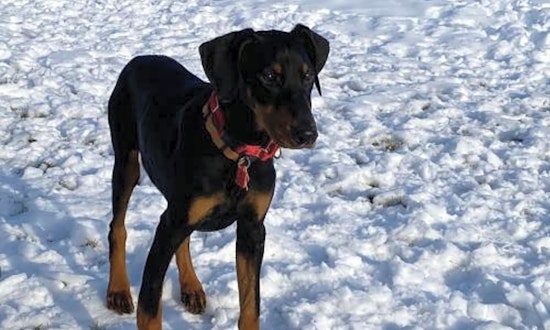 7 adorable pups to adopt now in Minneapolis