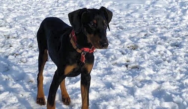 7 adorable pups to adopt now in Minneapolis