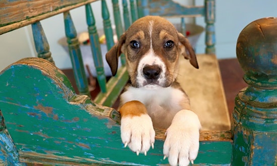 7 cuddly canines to adopt now in San Antonio
