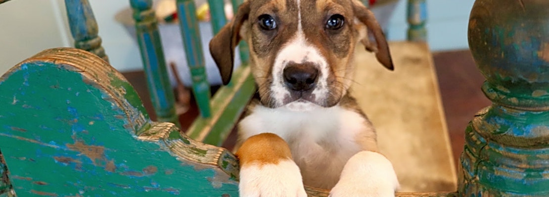 7 cuddly canines to adopt now in San Antonio