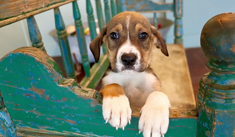 7 cuddly canines to adopt now in San Antonio