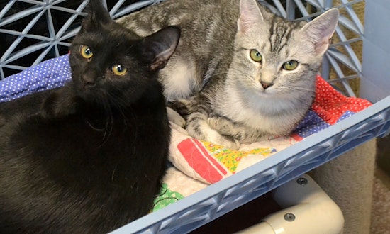3 cute-as-can-be kittens to adopt now in Pittsburgh