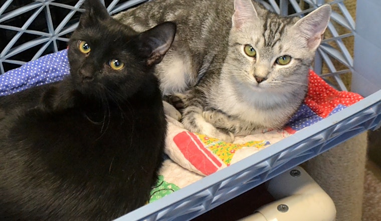 3 cute-as-can-be kittens to adopt now in Pittsburgh
