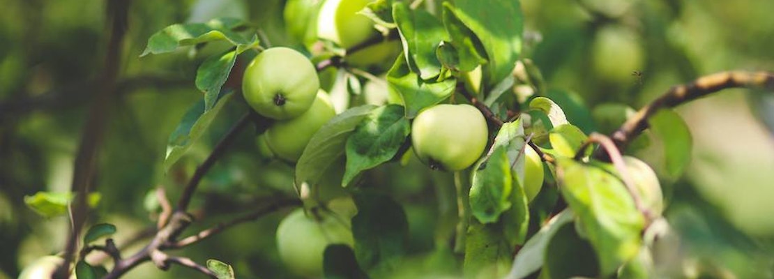 Redfield Cider Bar and Bottle Shop coming to Rockridge