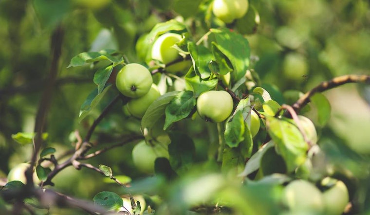 Redfield Cider Bar and Bottle Shop coming to Rockridge