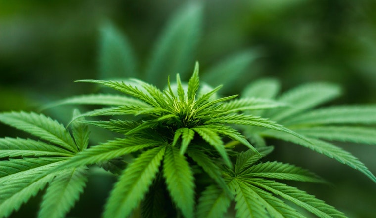 Top Aurora news: Search on for teen runaway; bill would protect employees' off-duty pot use; more