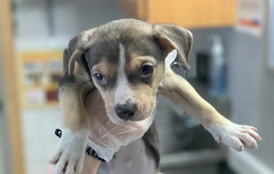 5 perfect pups to adopt now in St. Louis