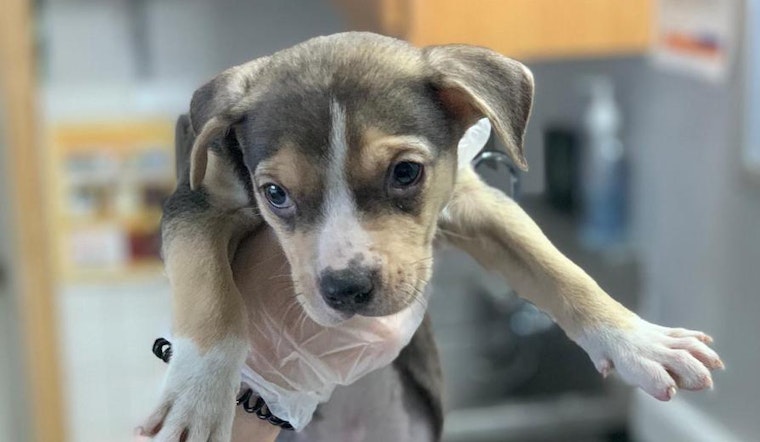 5 perfect pups to adopt now in St. Louis