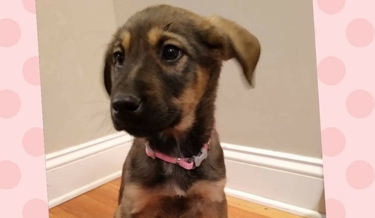 Want to adopt a pet? Here are 6 perfect puppies to adopt now in Kansas City