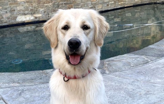 Want to adopt a pet? Here are 5 adorable pups available now in San Diego