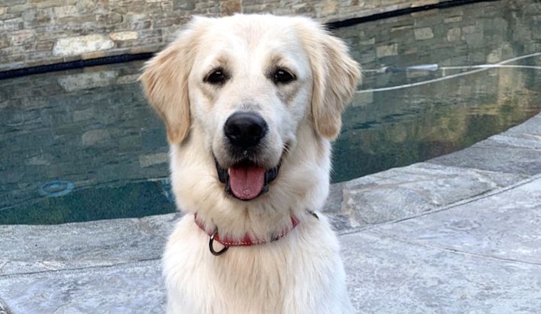 Want to adopt a pet? Here are 5 adorable pups available now in San Diego