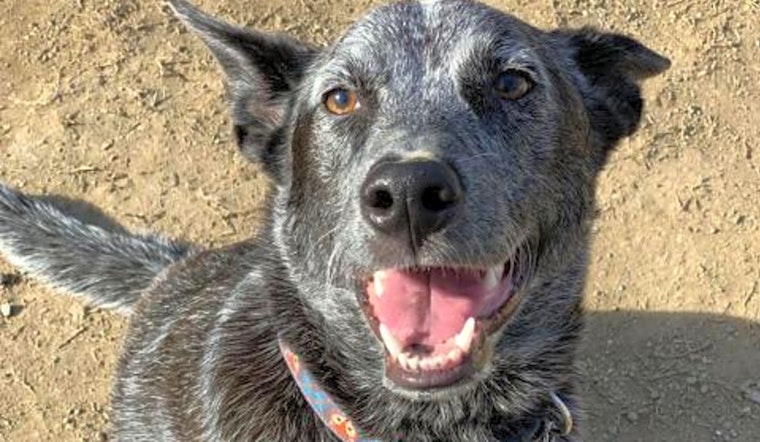 These Fresno-based doggies are up for adoption and in need of a good home