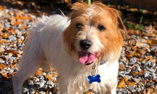 Want to adopt a pet? Here are 5 cuddly canines to adopt now in Stockton