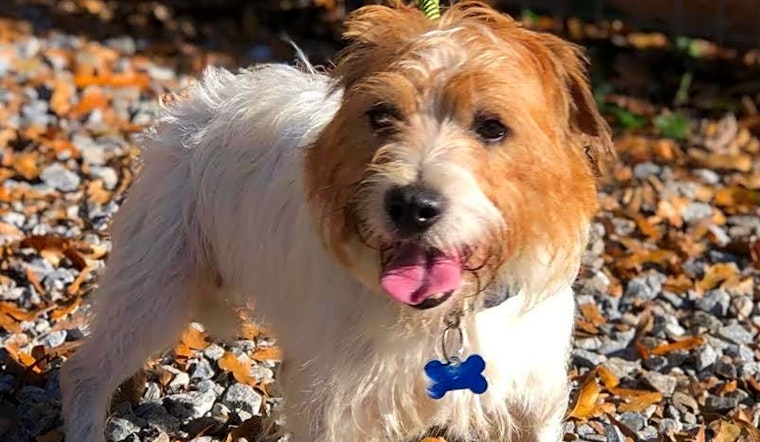 Want to adopt a pet? Here are 5 cuddly canines to adopt now in Stockton